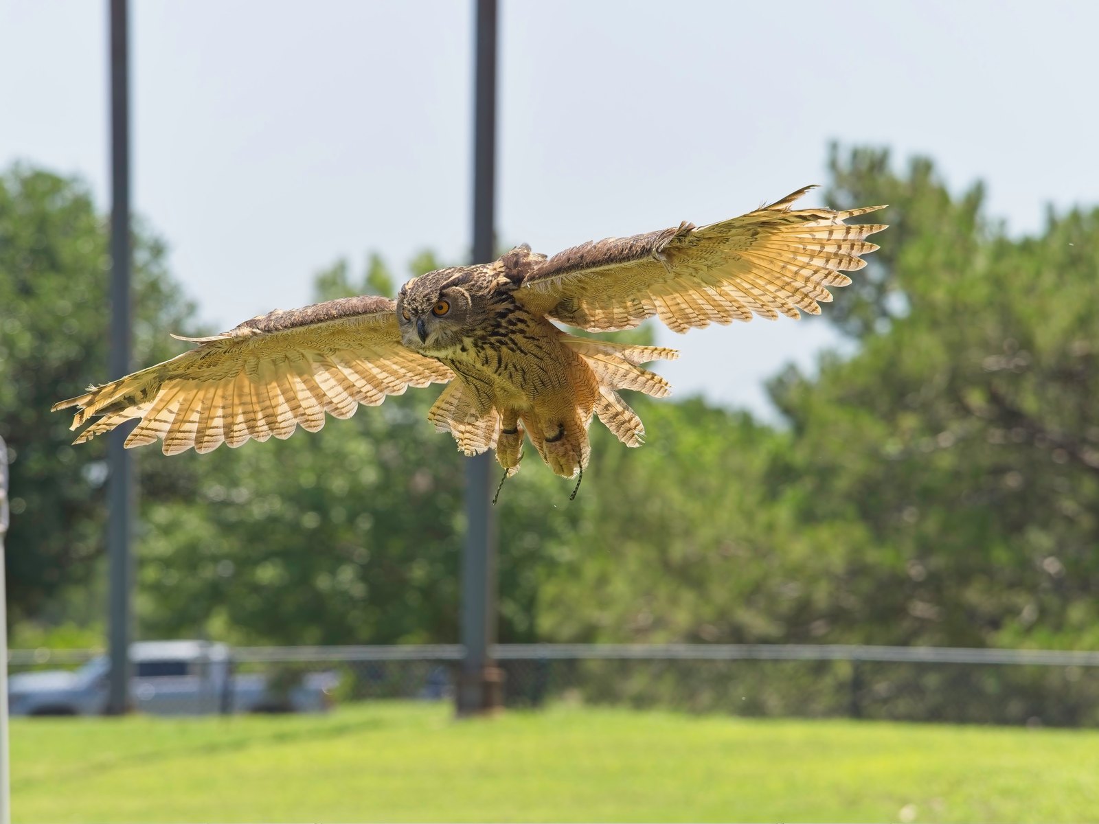 A Eurasian eagle-owl in flight with wings fully spread, photographed by Akrivise at the CALF Birds of Prey event
